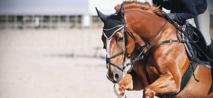 teaser veranstaltung termine 1